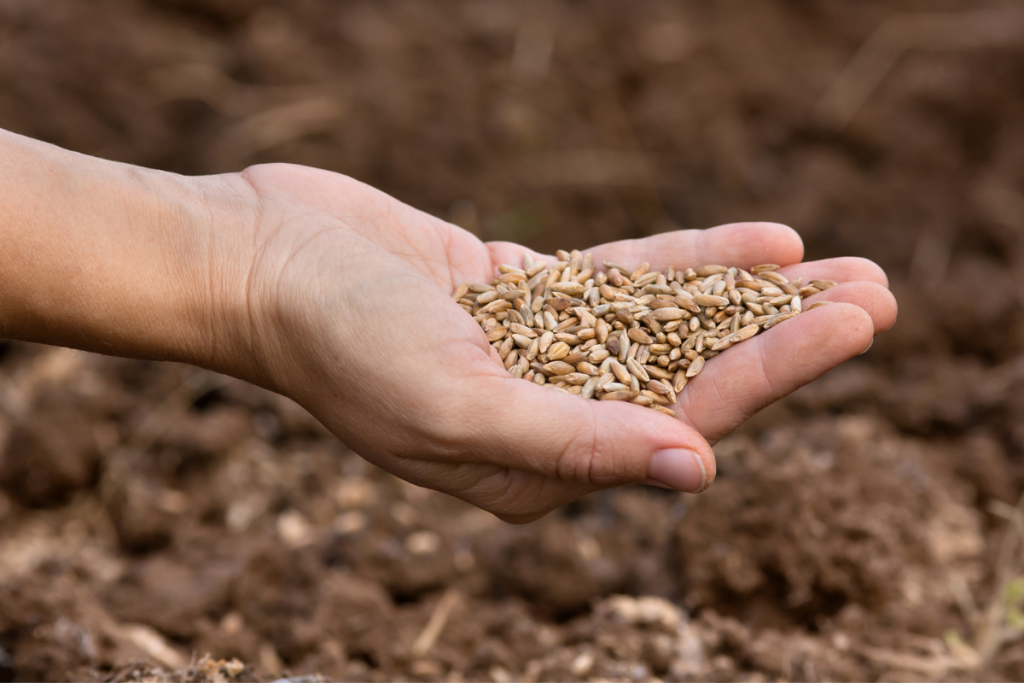 Gleaning grain in hand