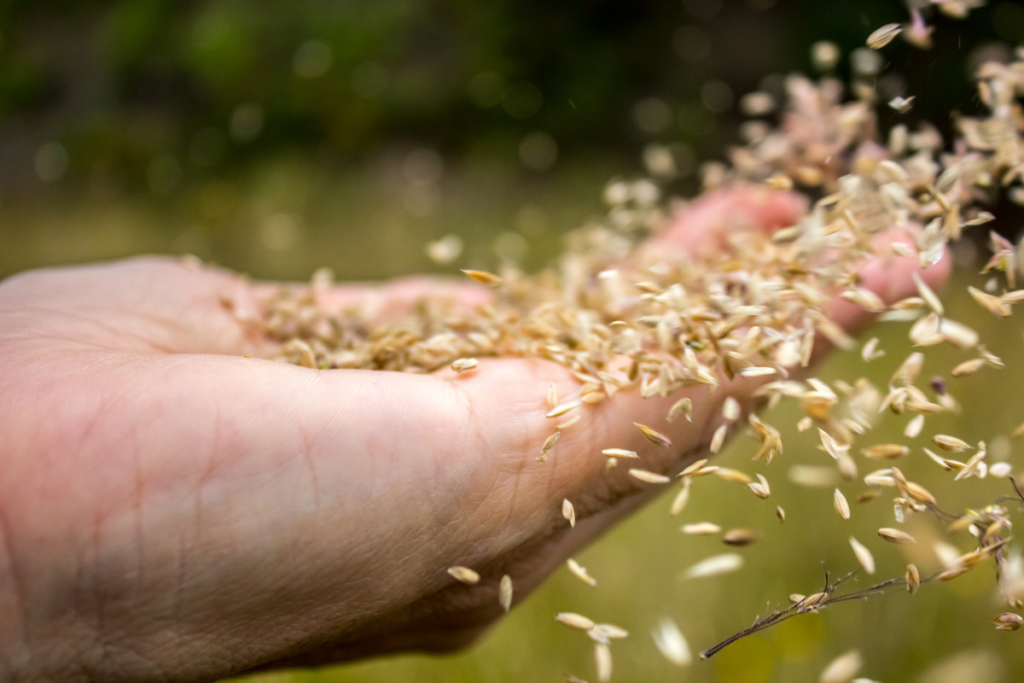 Planting Grain Seeds By Hand