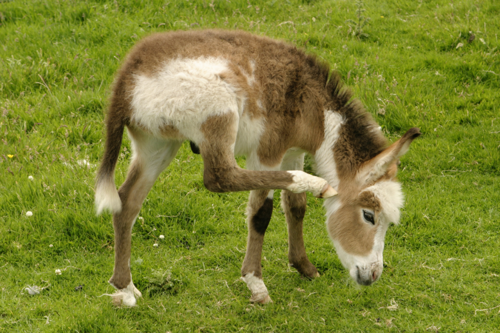 Donkey Colt