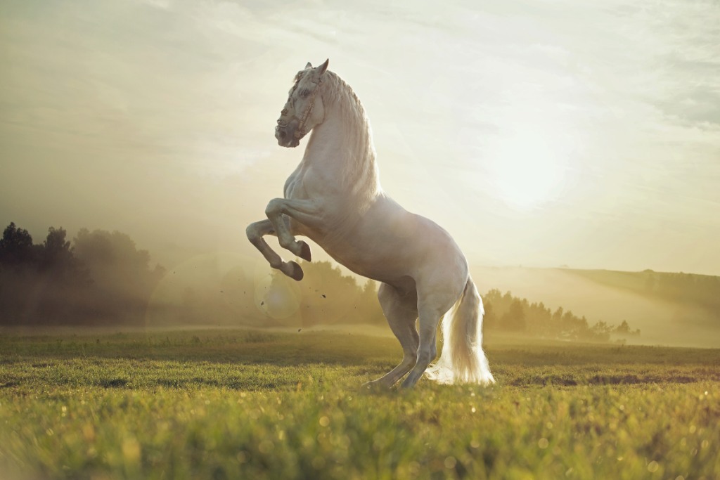 Powerful Horse on his hind legs
