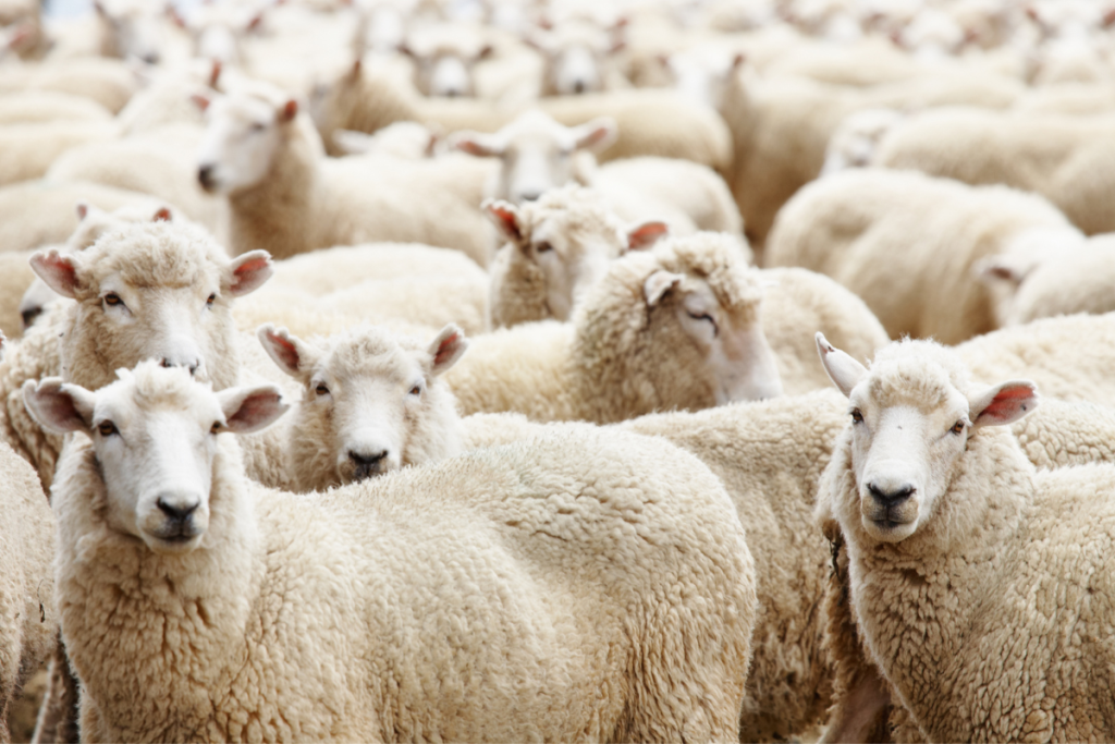 Sheep for sacrifice