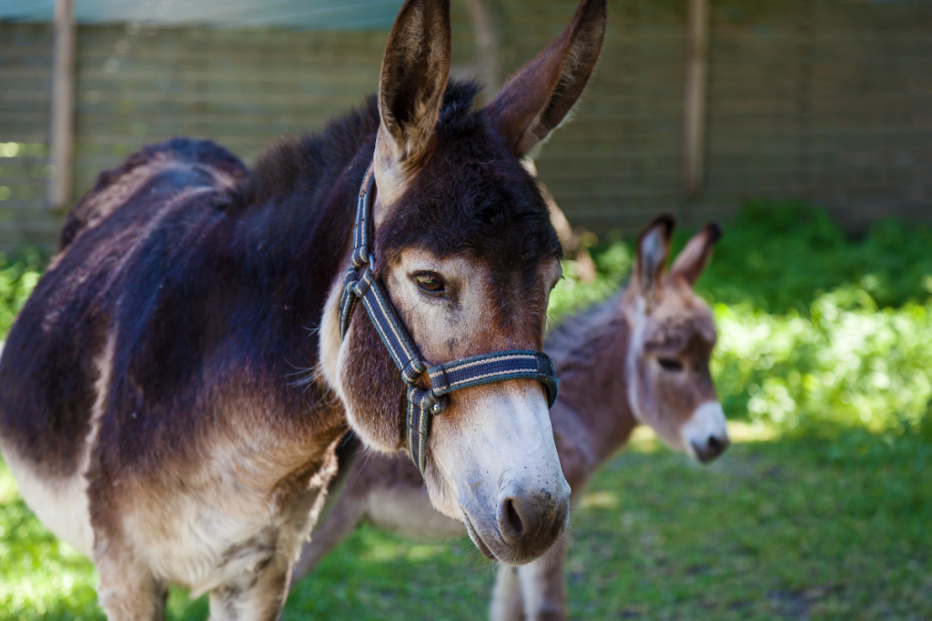 Donkey with its Colt